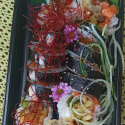 Lunch w Sushi 